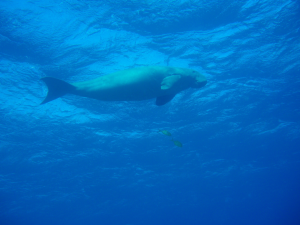 dugong 1