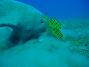 dugong 2