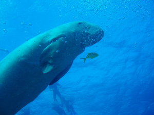 dugong 3